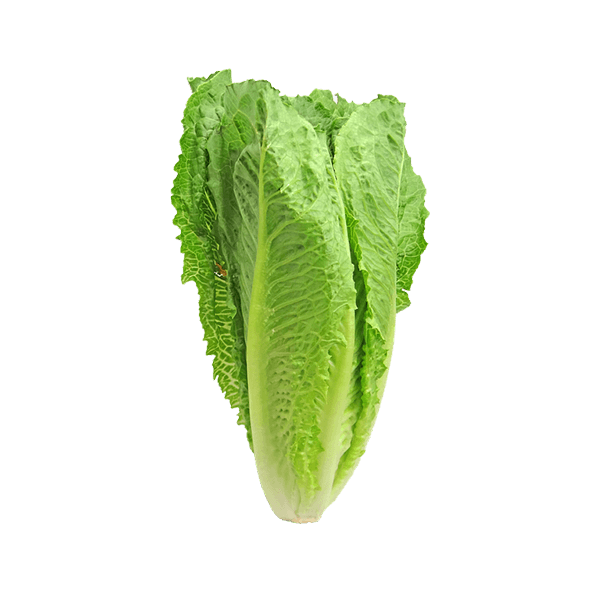 organicc-lettuce.png